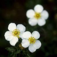 Potentille arbustive