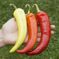 graines pour mini-l�gumes