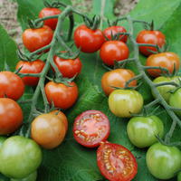 Tomates de plein champ