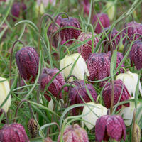 Fritillaire pintade