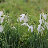 Perce-neige