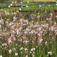 Vivaces floraison octobre
