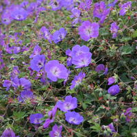 G�raniums vivaces