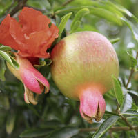 Fruitiers sauvages
