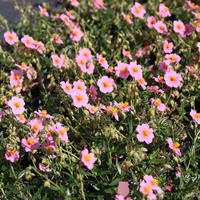 H�lianth�me - Helianthemum
