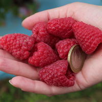 Framboises (particuli�rement) sucr�es