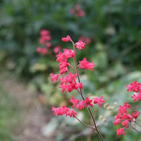 Heuchera