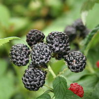 Framboise noire 