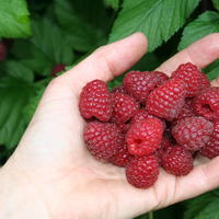 Framboisiers remontants (fruits sur les branches de 2 ans)