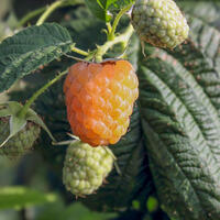 Framboises jaunes
