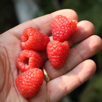 Les plus grosses framboises