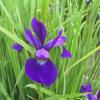 Iris de Sib�rie