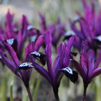 Iris nain