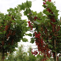Petits fruits sur tige