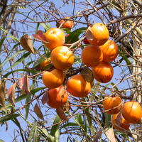 Kakis hybrides