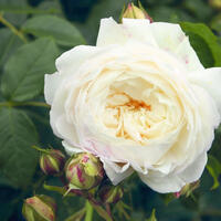 Roses blanches