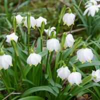 Bulbes � floraison pr�coce