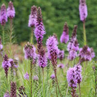 Plume du Kansas (Liatris spp.)