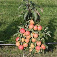 Pommier nain