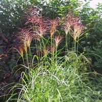 Miscanthus - Roseau de Chine