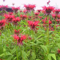 Monarde 