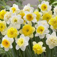 M�lange de jonquilles
