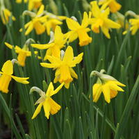 Narcisse T�te � T�te (Narcissus cyclamineus)