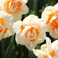 Jonquilles doubles