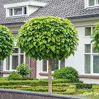 Catalpa