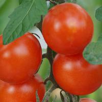 Tomates de balcon