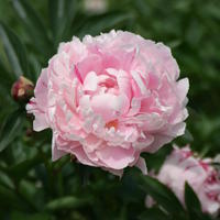 Pivoines - Paeonia