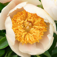 Pivoines � floraison unique