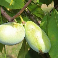 Asiminier, Pawpaw, banane indienne