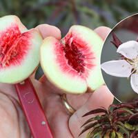 Fruitiers � noyaux, nains - Fruttoni�
