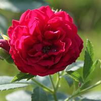 Rosier rambler, floraison unique