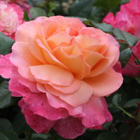 ROSES selon le s�lectionneur