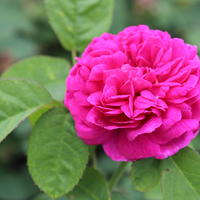 Rosiers parfum�s