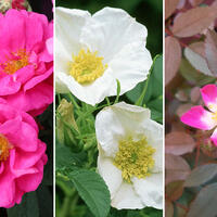 Roses ASSORTIMENT (-20%)
