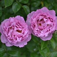 Rosiers arbustifs bas