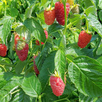 Zukunftshimbeeren