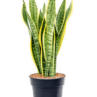 Plantes d'int�rieur mi-ombre
