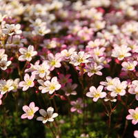 Saxifrage