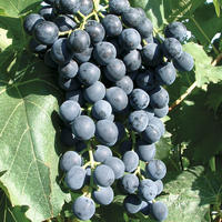 Vignes