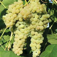Raisin sans p�pins
