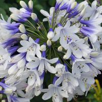 Agapanthe 