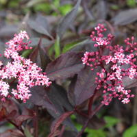 Haie fleurie