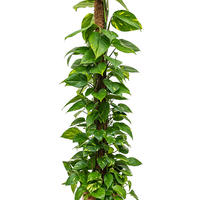 Plantes d'int�rieur grimpantes