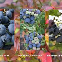 Id�es de jardinage