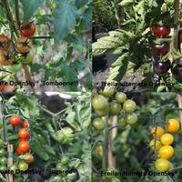 Kit d'autosuffisance en l�gumes (-20%)