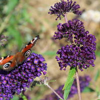 Buddleia - Arbre-�-papillons